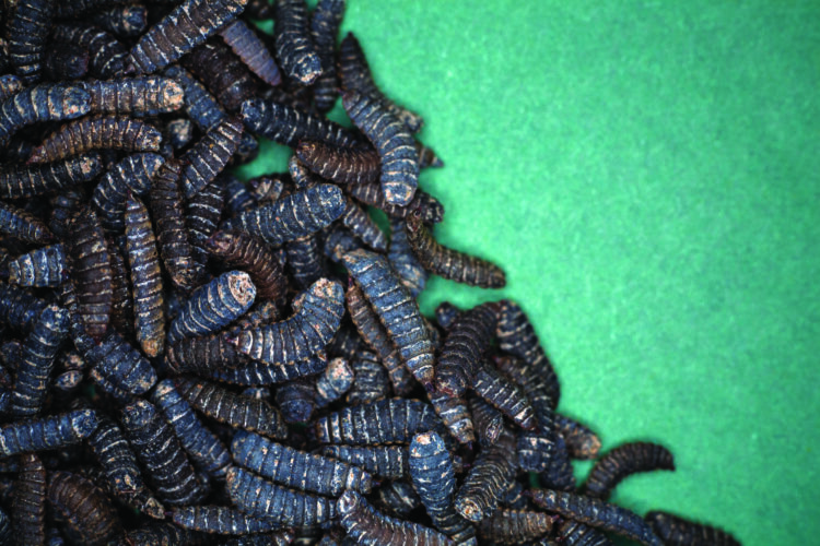 How to Build a Black Soldier Fly Compost Bin